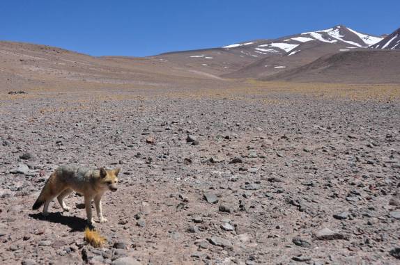 Um zorro (raposa) chega perto de nós no Parque Nacional Nevado Tres Cruces, região do Paso San Francisco, próximo à Copiapo, no Chile
